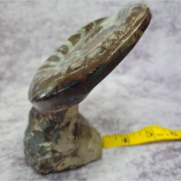 Ammonite & Goniatte Fossil Free Standing - Picture 11 of 12